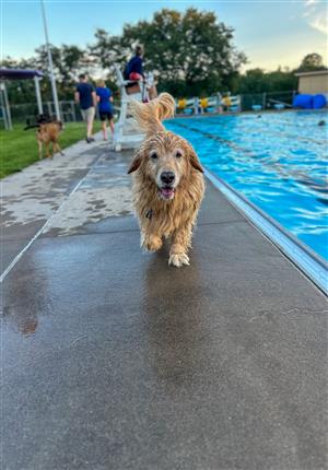 Pooch Plunge 2024