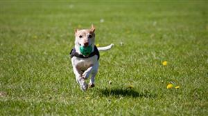 Dog running with a ball